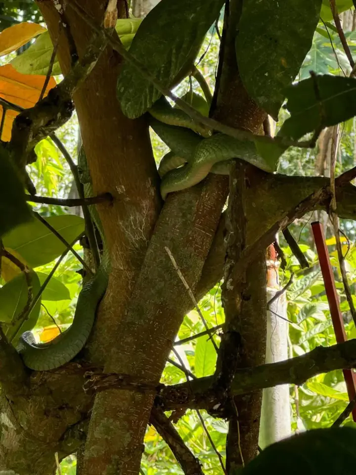 Wildlife around Little Amazon