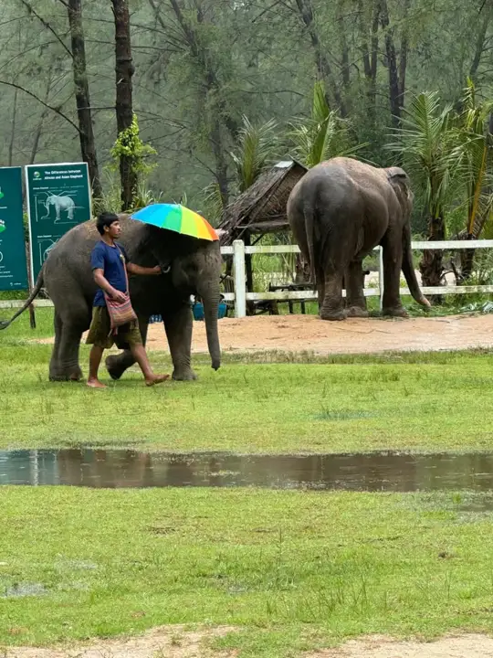 Elephants during the trip
