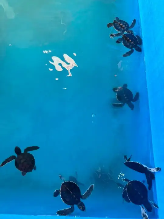 Sea turtles
