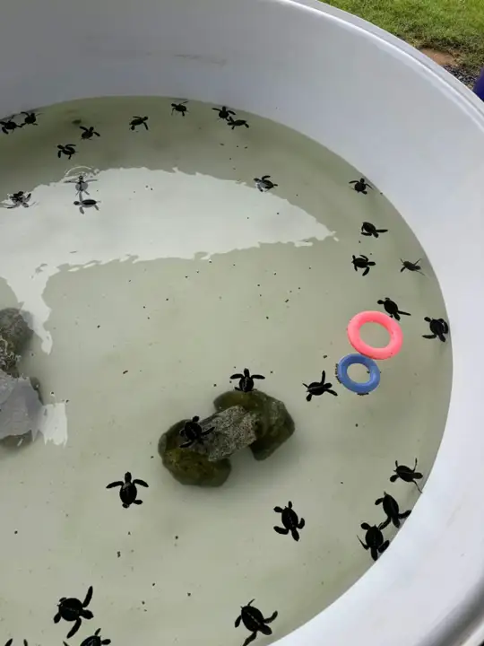 Sea turtles