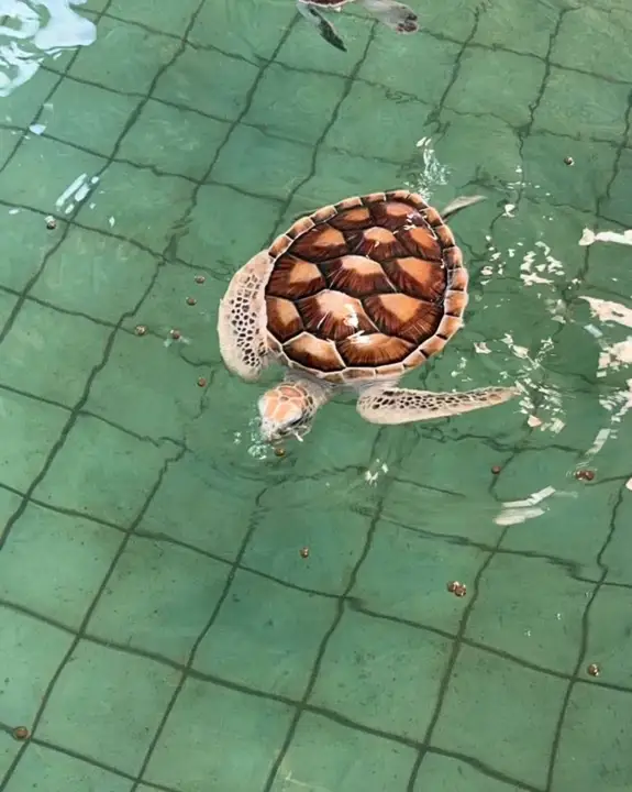 Sea turtles
