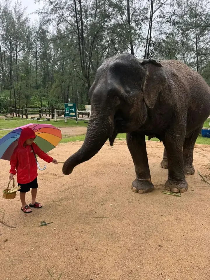 Meeting the elephants