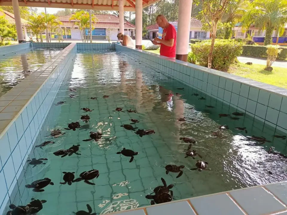 Sea turtle care center